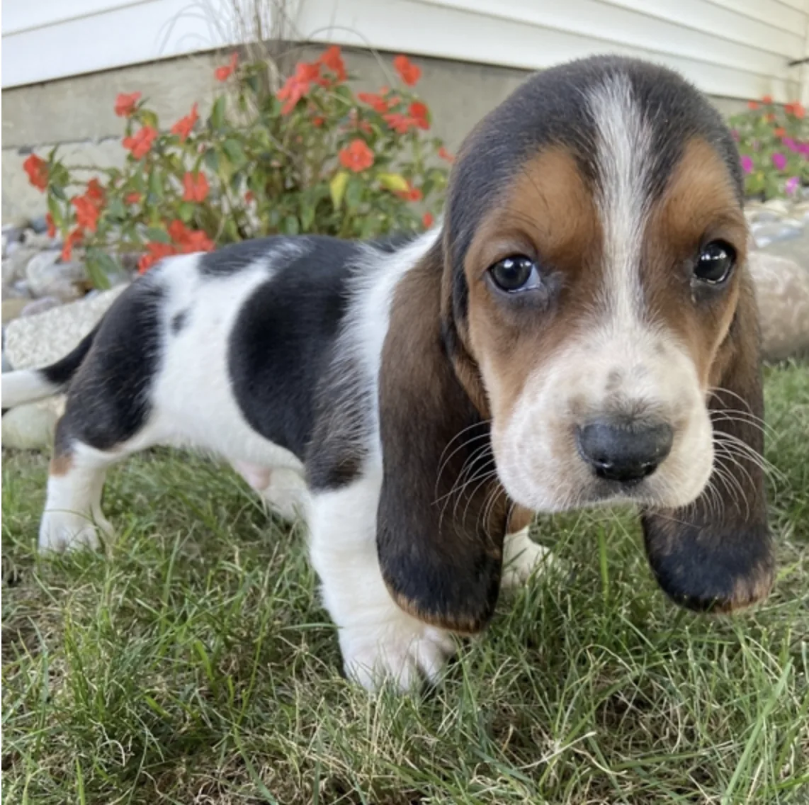 Radley, cachorro Basset Hound