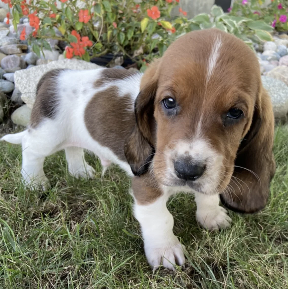 Ranger, cachorro Basset Hound