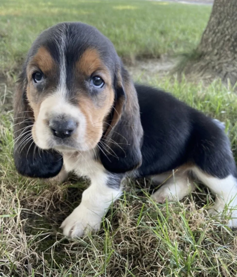 Rebel, cachorro Basset Hound