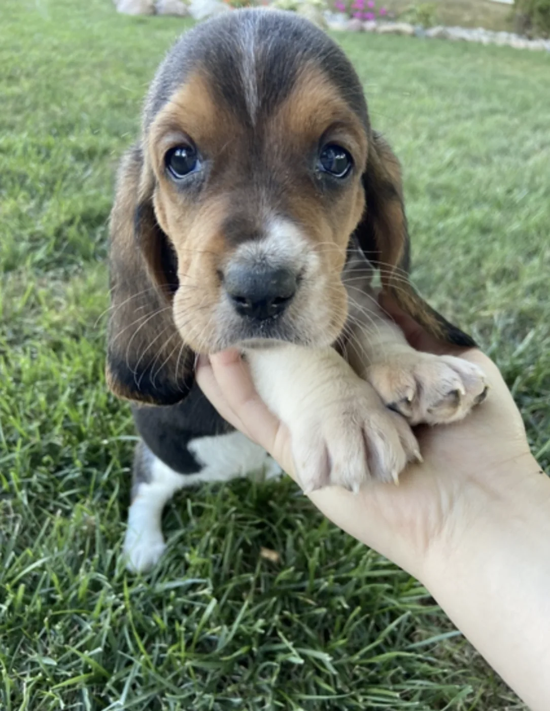 River, cachorro Basset Hound