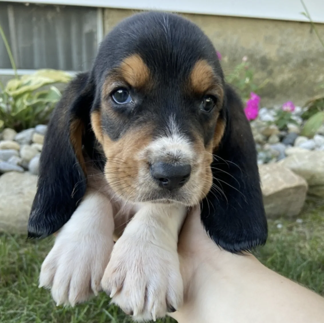 Romeo, cachorro Basset Hound