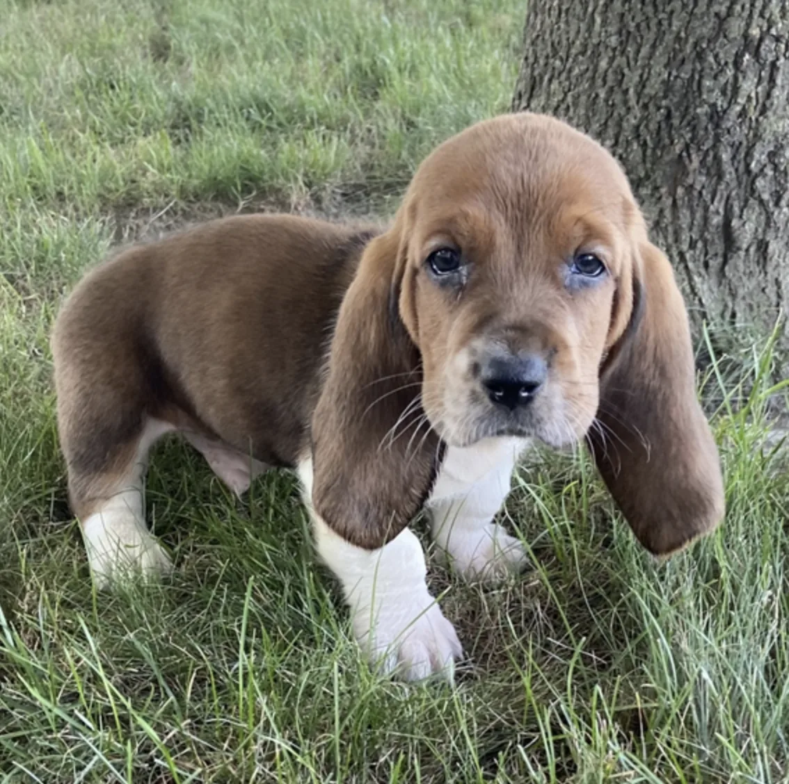 Rudy, cachorro Basset Hound