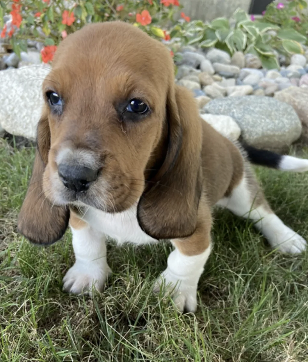 Russel, cachorro Basset Hound