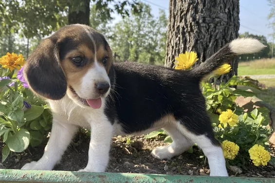 Abby, cachorro Beagle