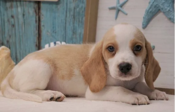 Benny