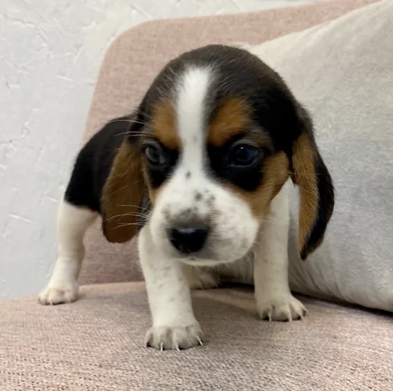 Malika, cachorro Beagle