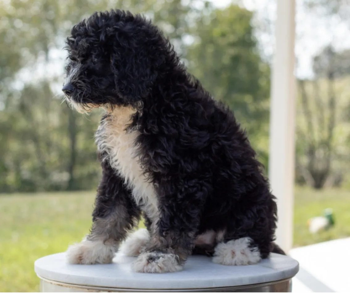 Bernedoodle