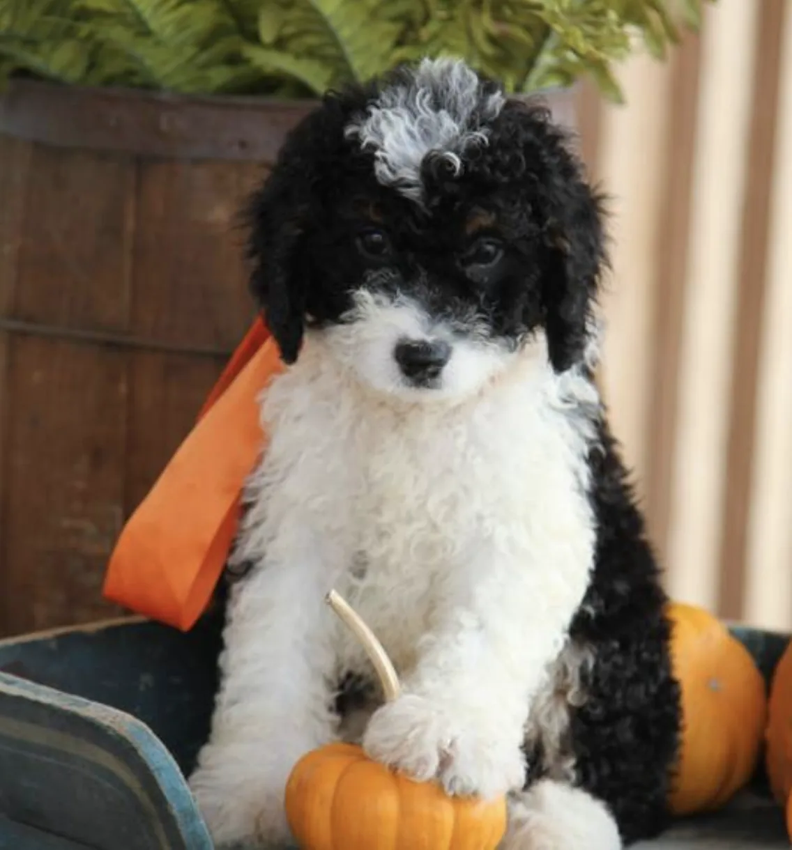 Barney, cachorro Bernedoodle en cachorrosblanco.es