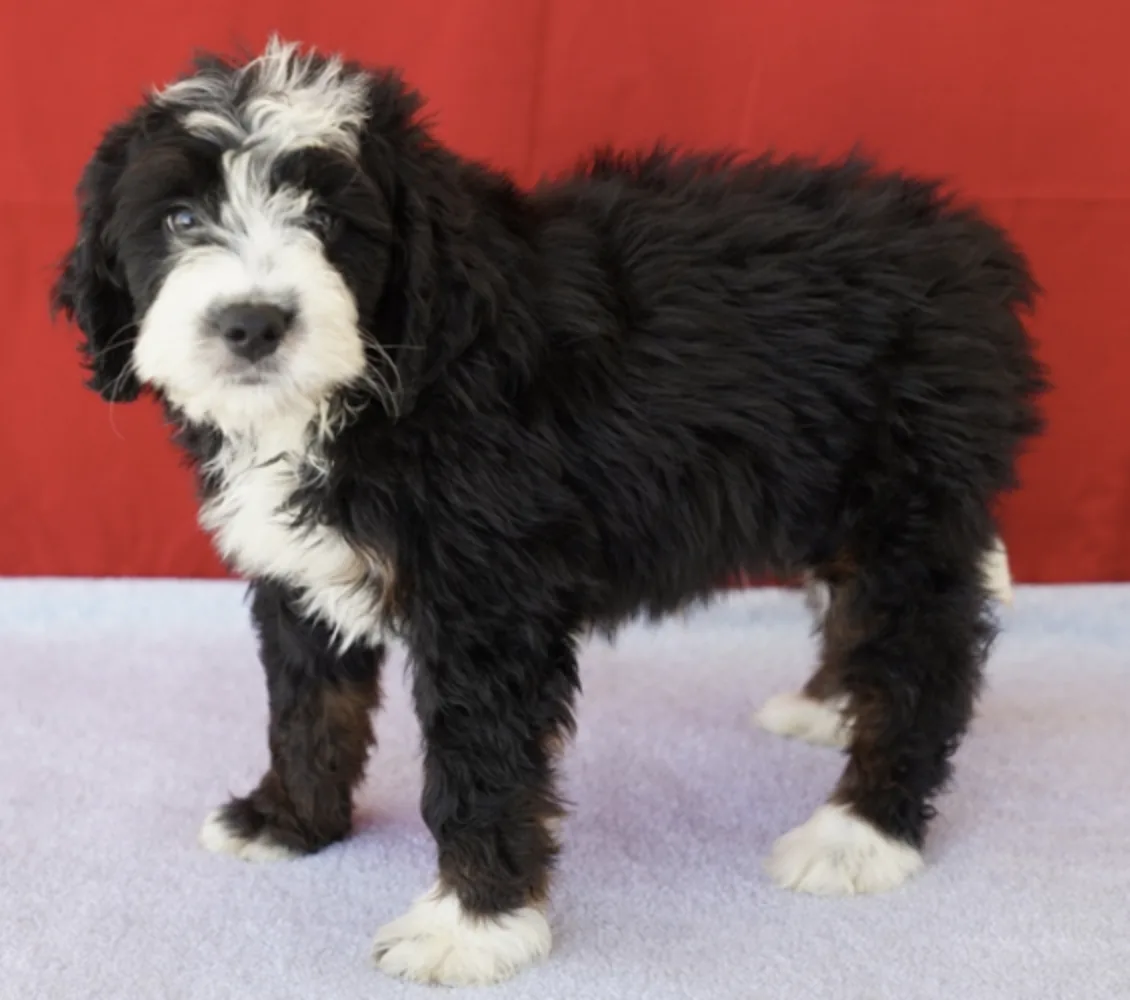 George, cachorro Bernedoodle en cachorrosblanco.es