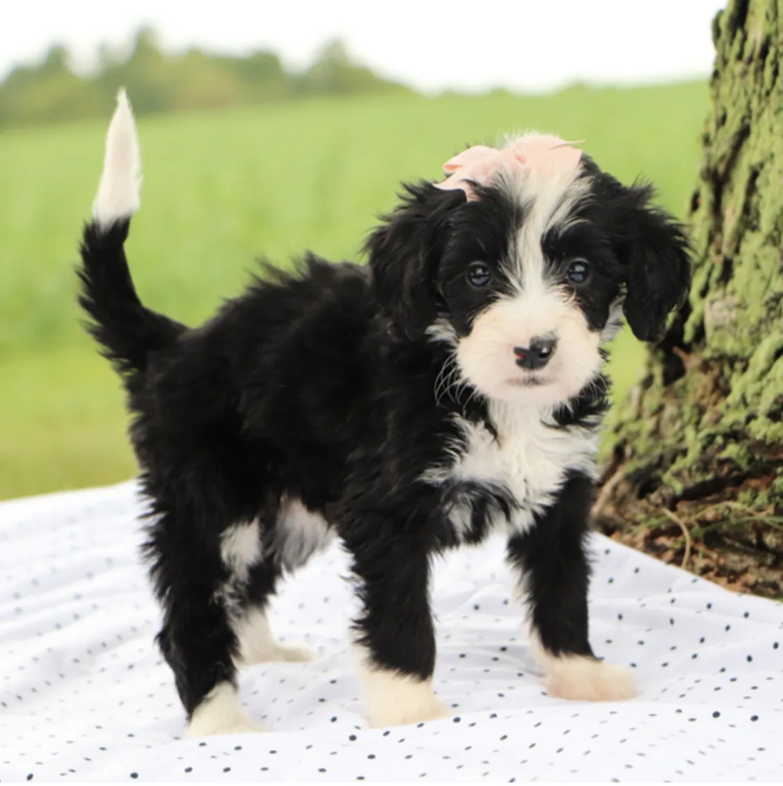 Jasmine, cachorro Bernedoodle en cachorrosblanco.es
