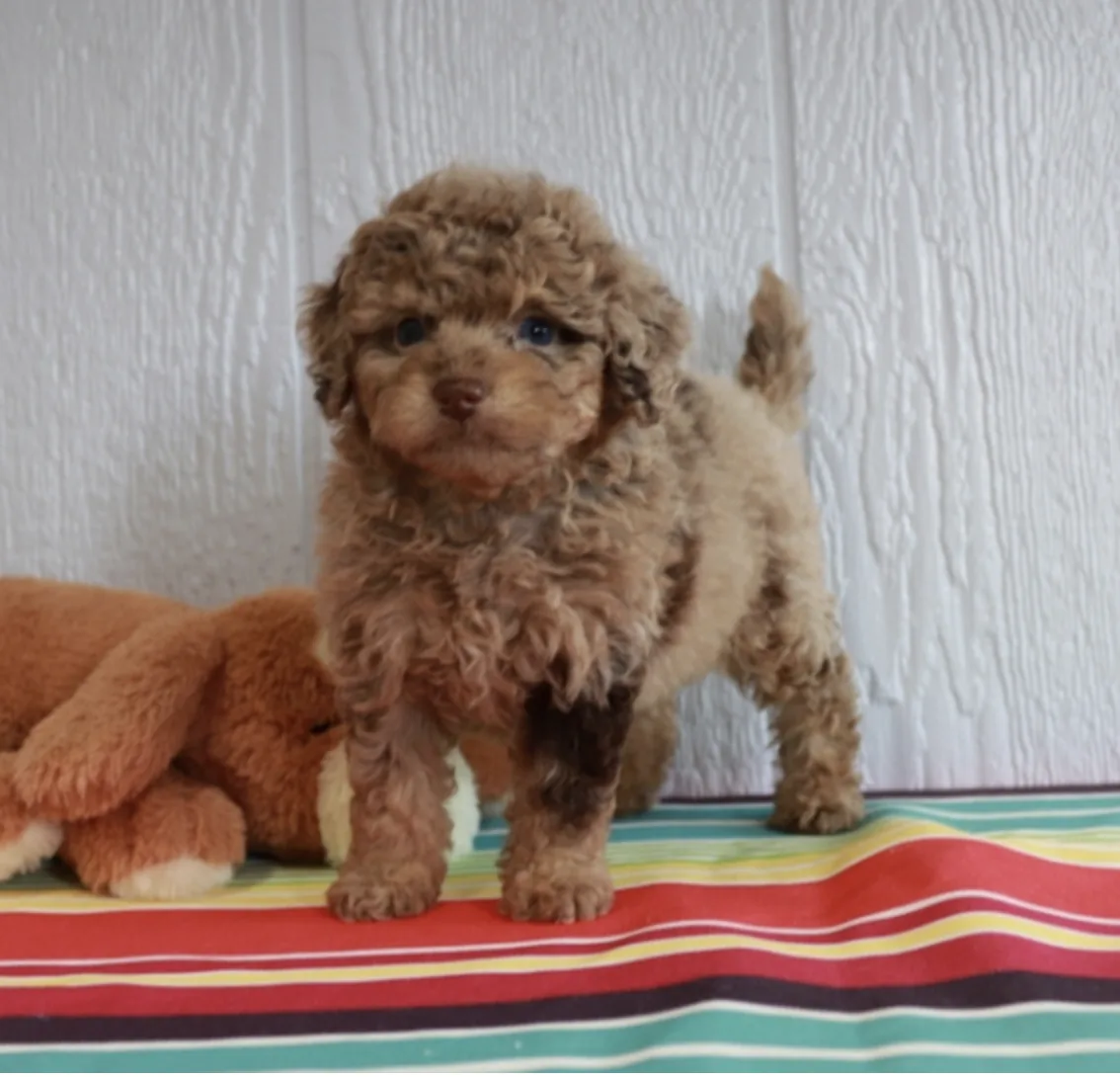 Lacey, cachorro Bernedoodle en cachorrosblanco.es
