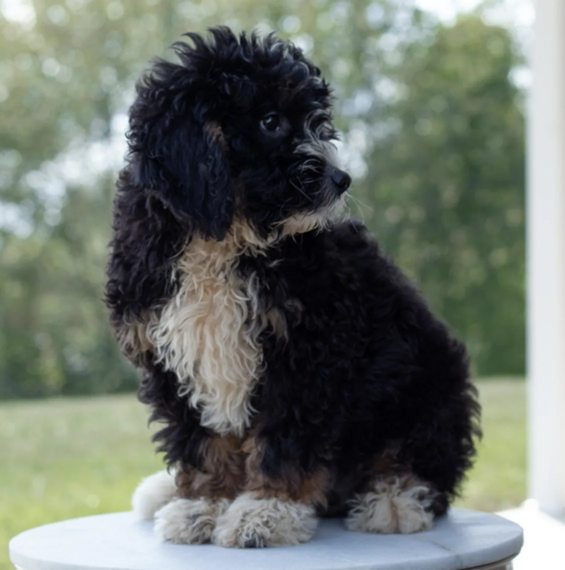 Max, cachorro Bernedoodle en cachorrosblanco.es