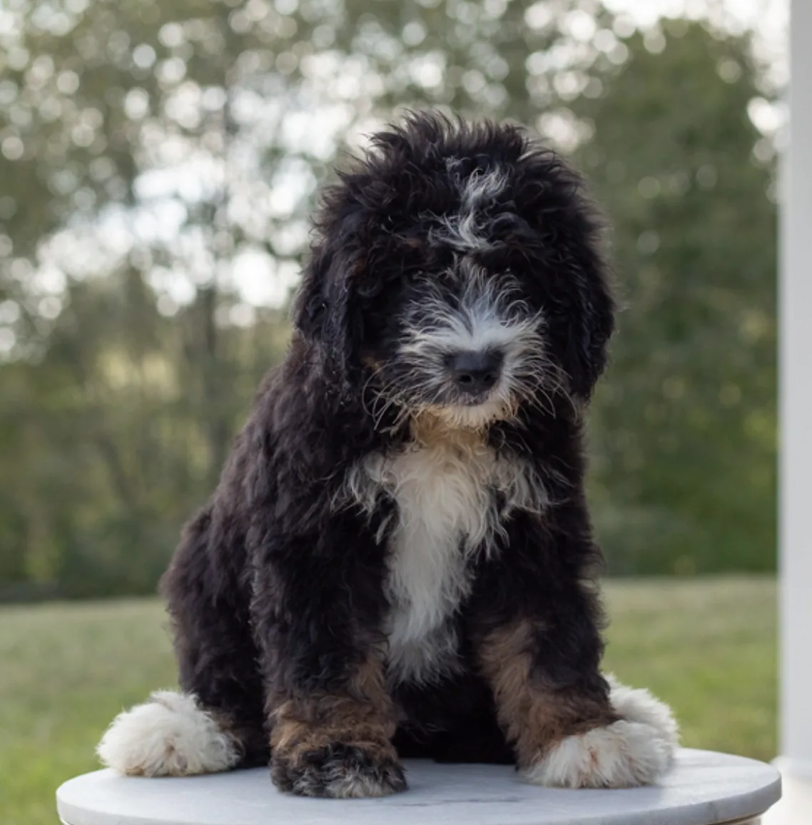 Romeo, cachorro Bernedoodle en cachorrosblanco.es