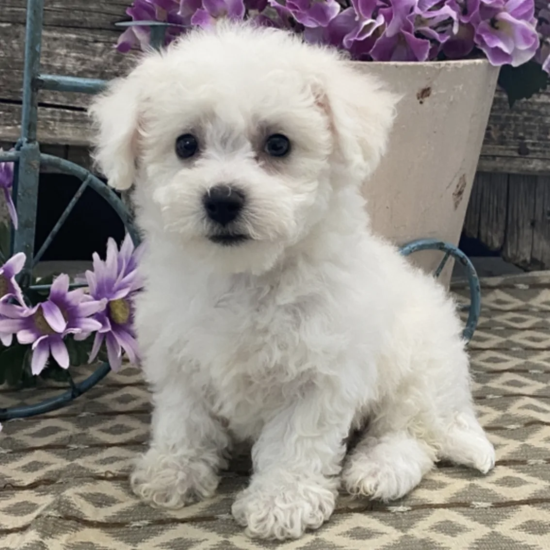 Cachorros Bichon Frise en cachorrosblanco.es