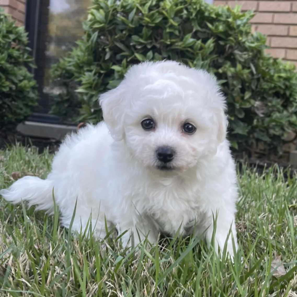 Lucy