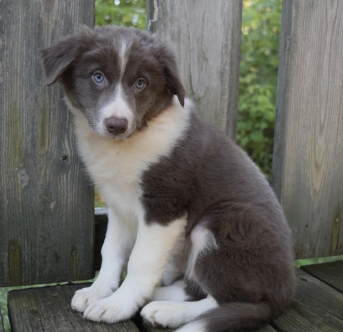 Cachorros Border Collie en cachorrosblanco.es