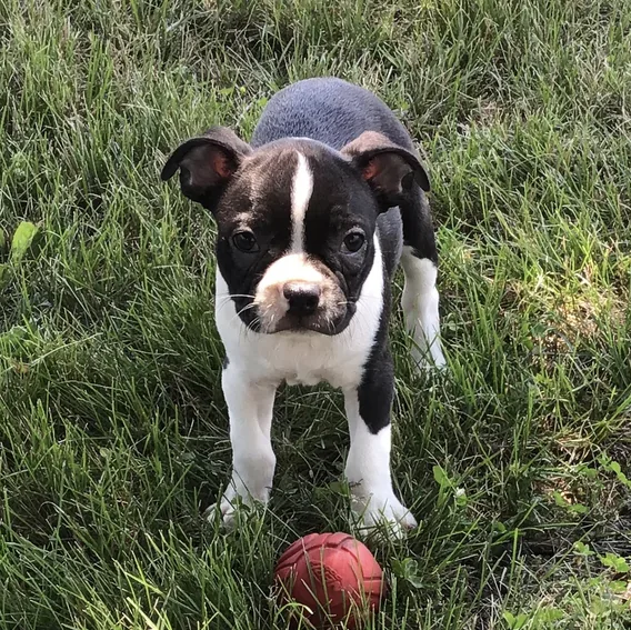 Cachorros Boston Terrier en cachorrosblanco.es