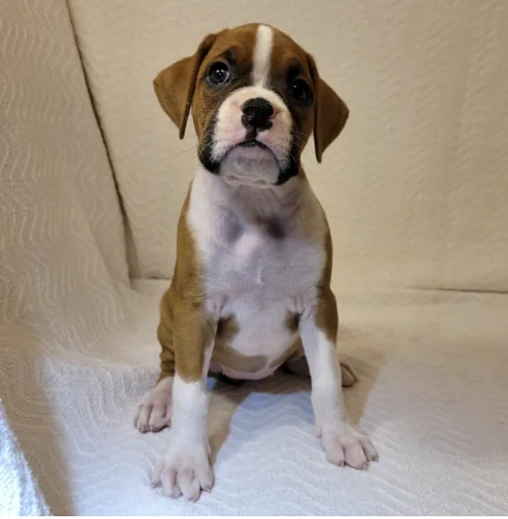 Boxer