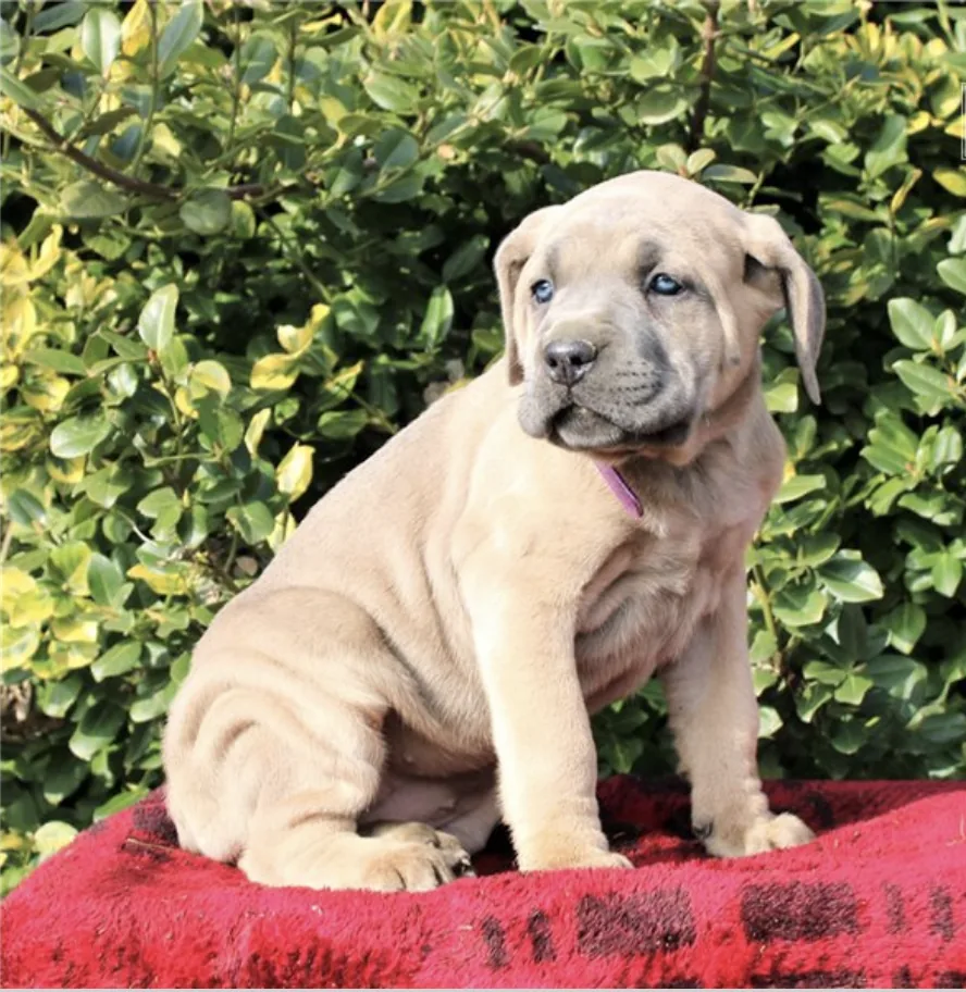 Cane Corso