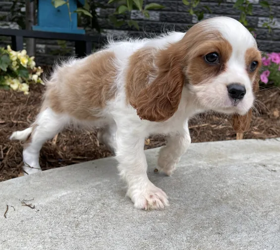 Cachorros Cavalier King Charles Spaniel en cachorrosblanco.es
