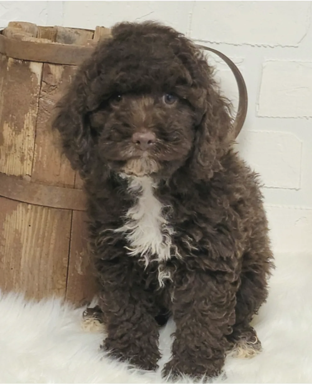 Cavapoo