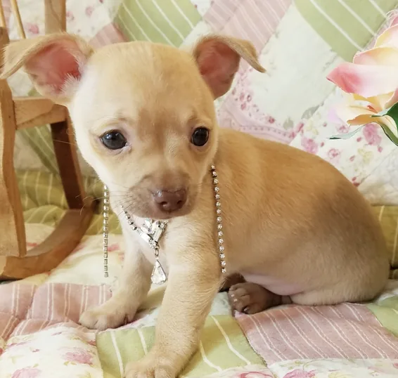 Chihuahua