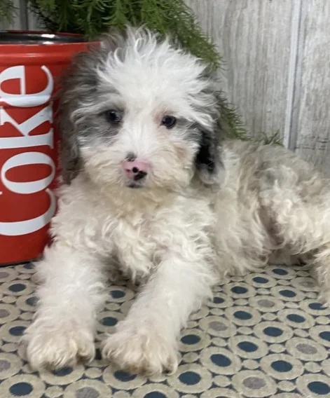 Cockapoo
