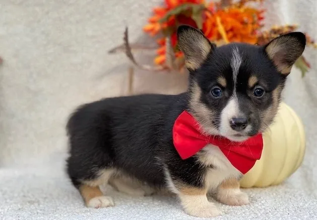Corgi