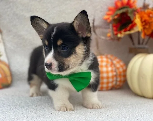 Oliver
