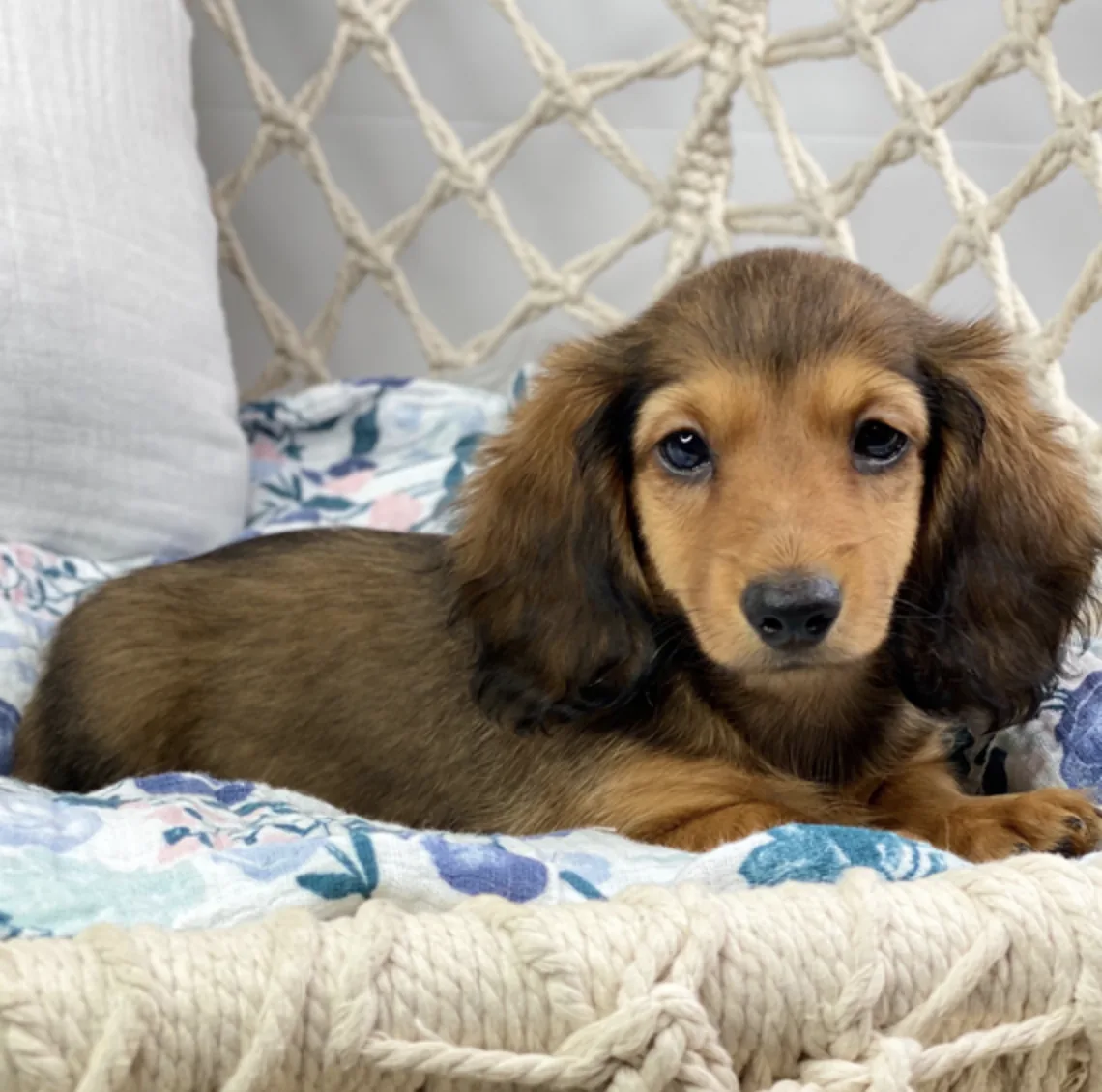 Dachshund