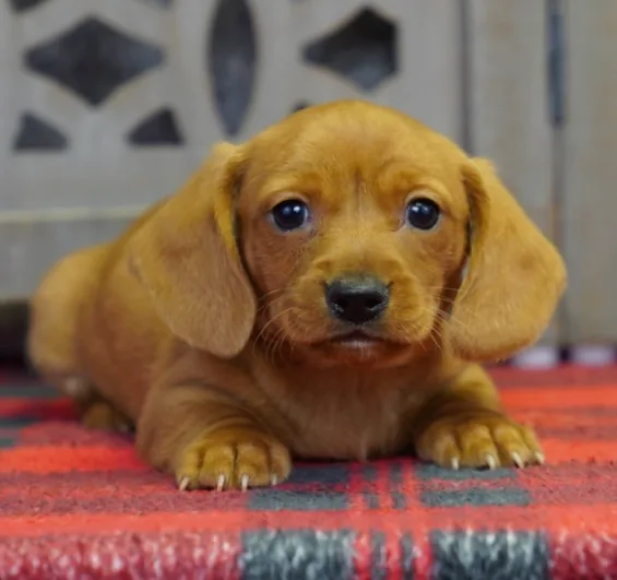 Shouto