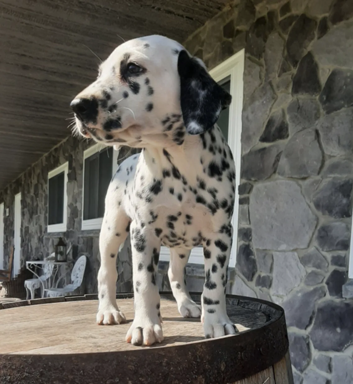 Dalmatian
