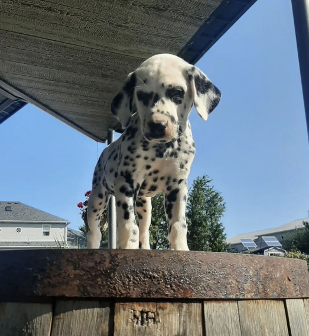 Duke