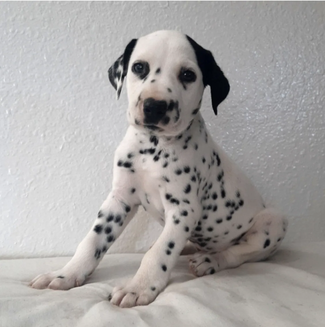 Jack