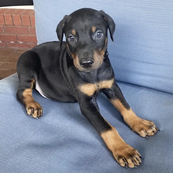 Cajun
