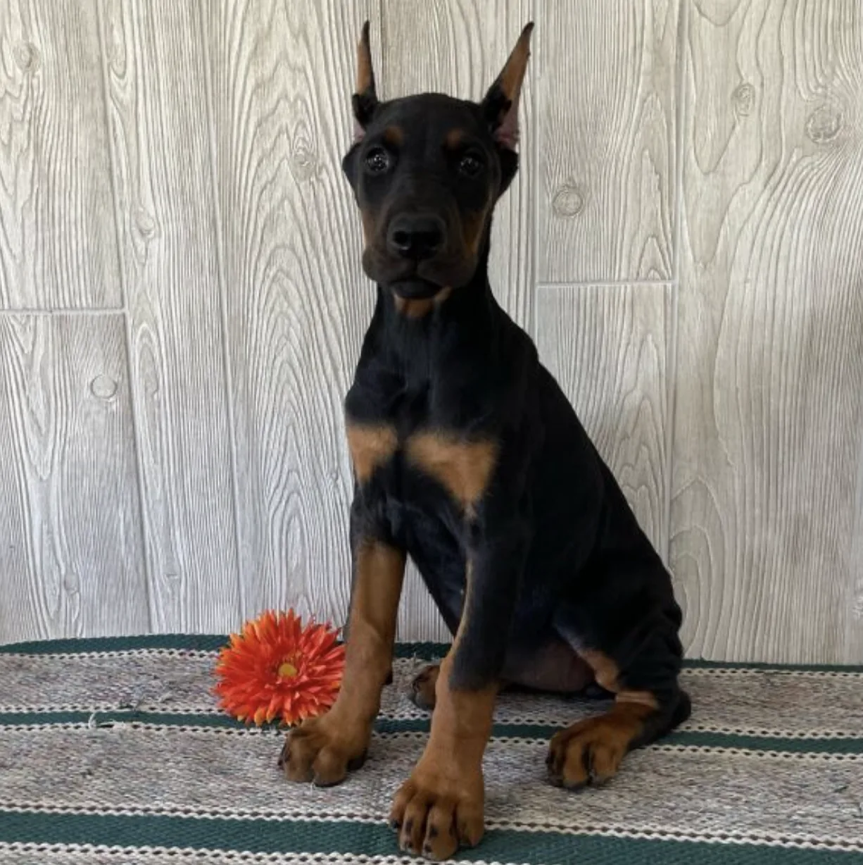 Ellie