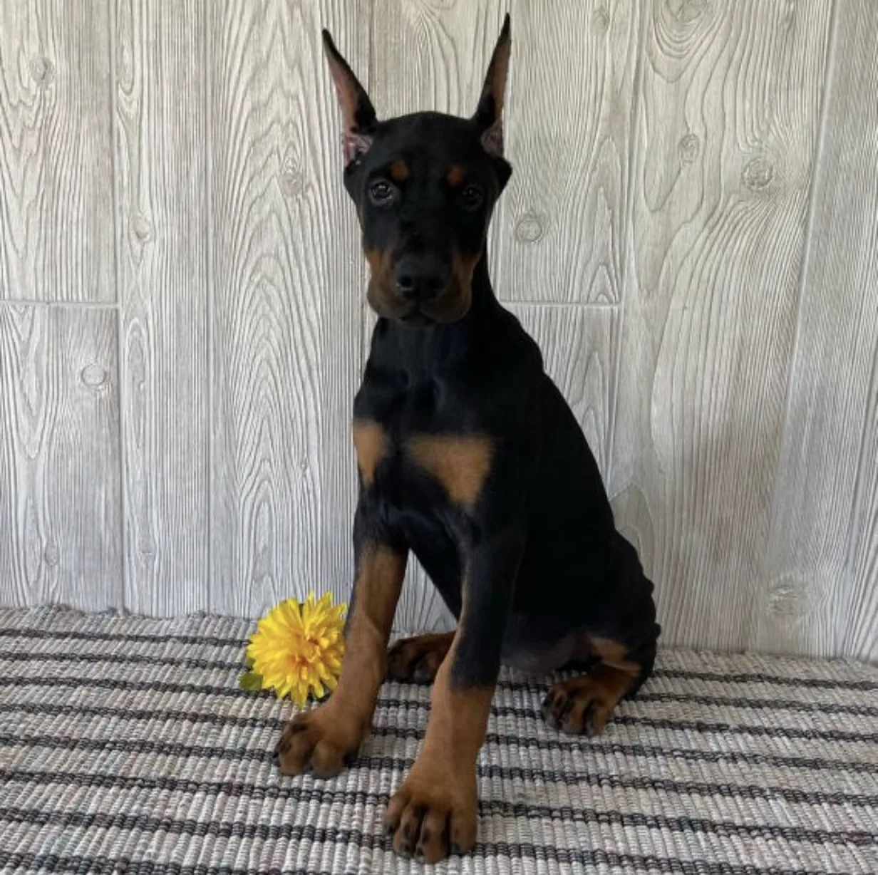 Doberman