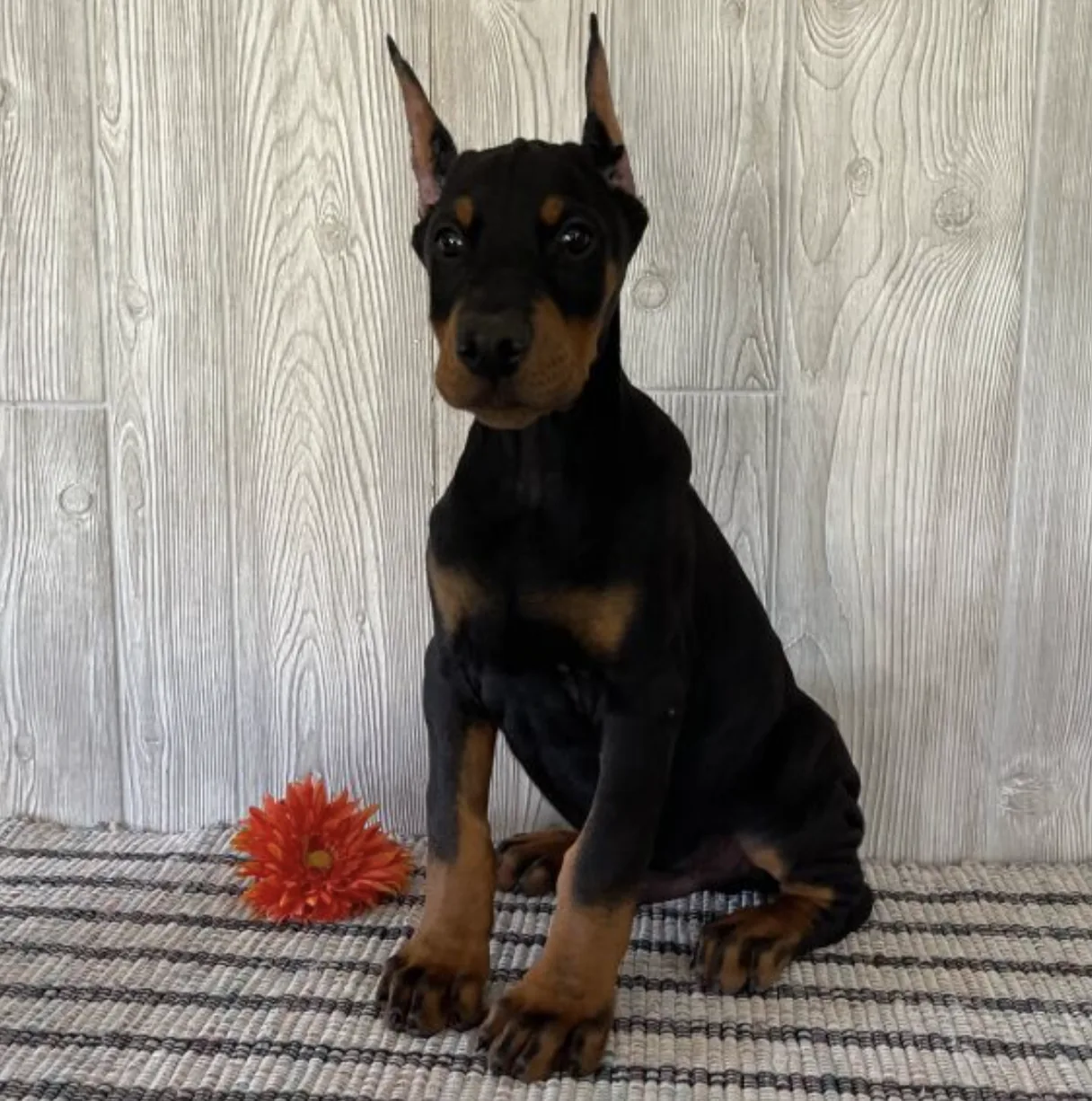 Enzo