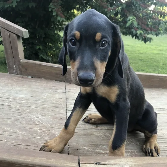 Gwen