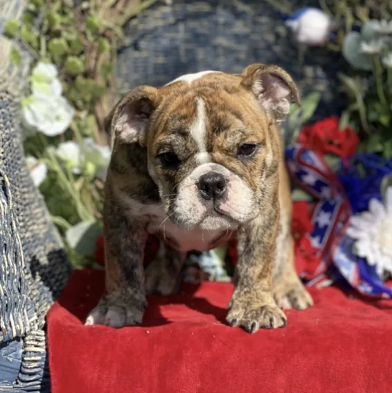 Cachorros English Bulldog en cachorrosblanco.es