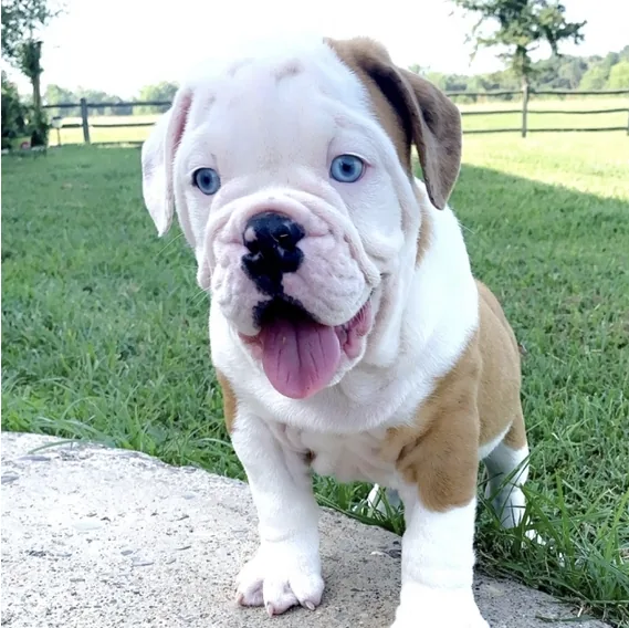 Kash