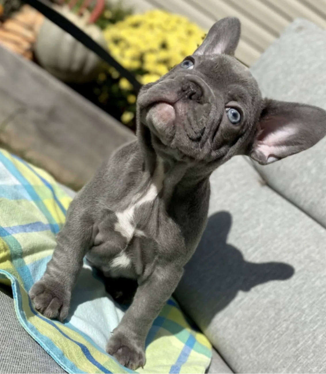Hudson