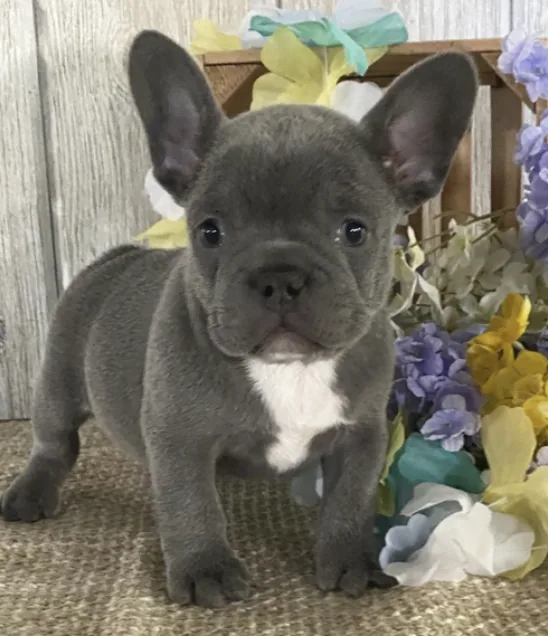 Cachorros French Bulldog en cachorrosblanco.es