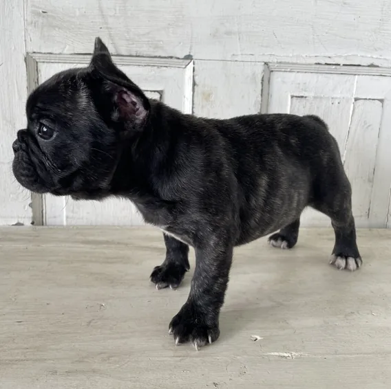 Peanut