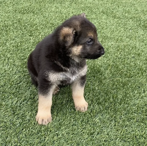 Rocky