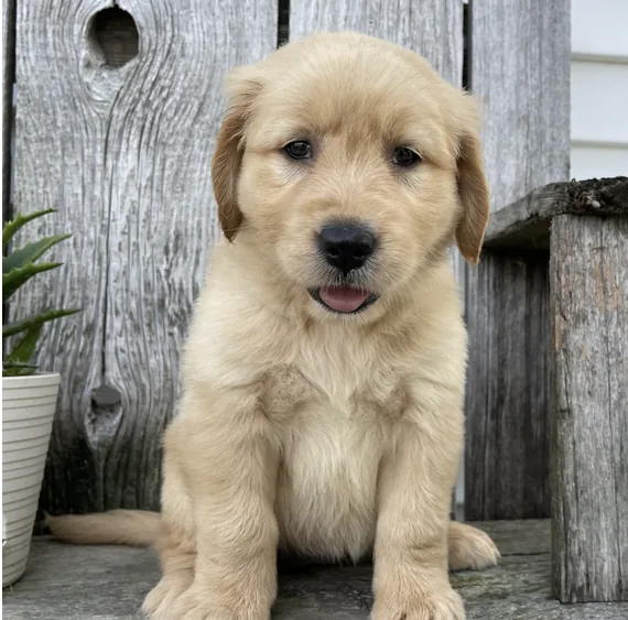 Cachorros Golden Retriever en cachorrosblanco.es