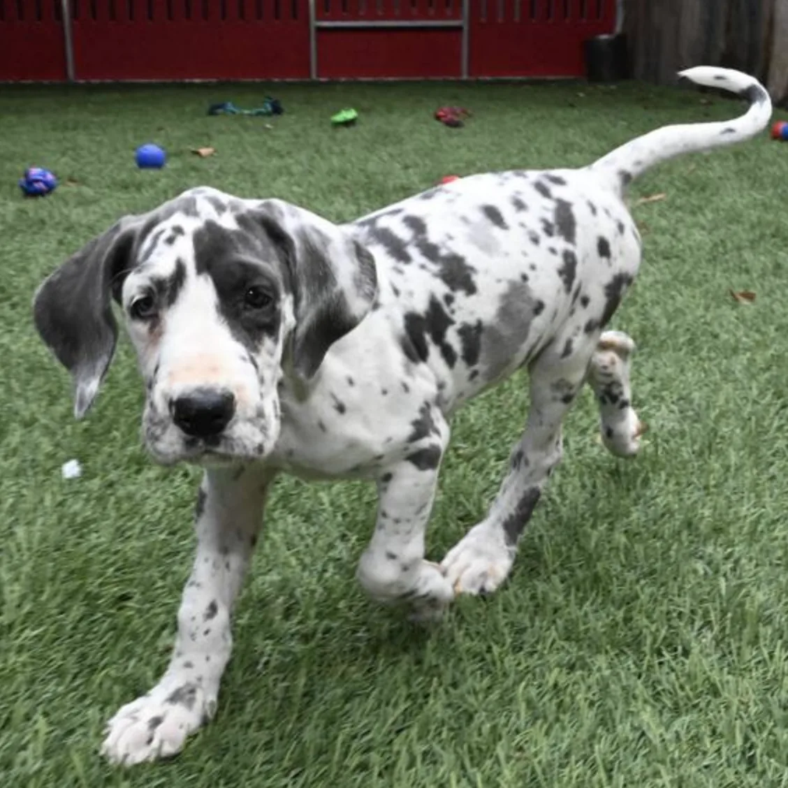 Great Dane