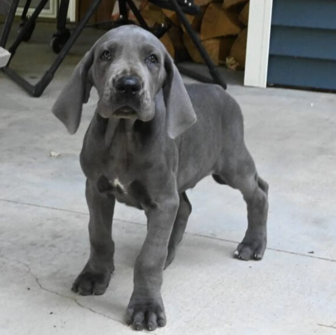 Bentley