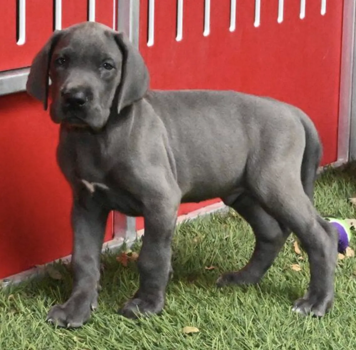 Sarge