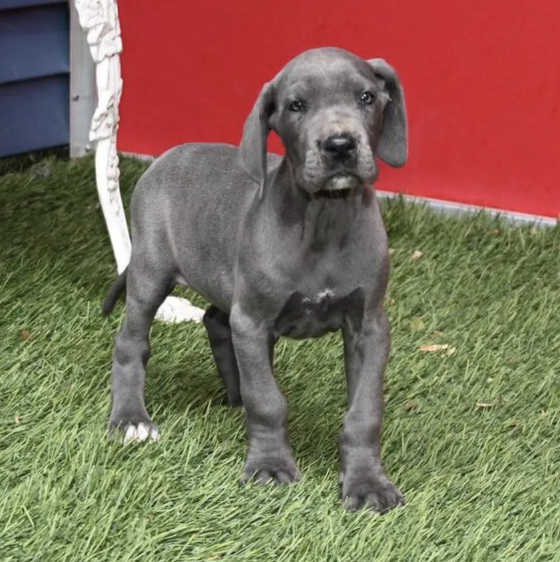 Zena